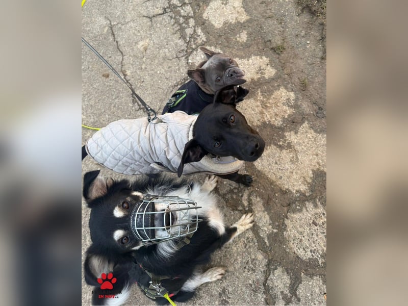 Cuby hübscher Border Collie Mischlings-Rüde sucht ein Zuhause, Hütehund