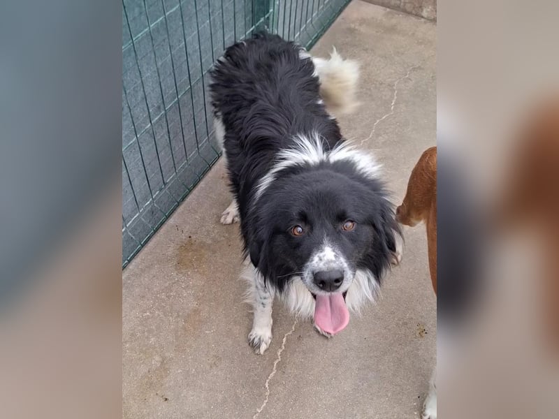 Muki lieber Border Collie Mischling Rüde sucht Zuhause oder Pflegestelle