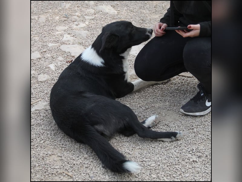 liebe Border Collie Mischlings-Hündin Naomi sucht ein Zuhause