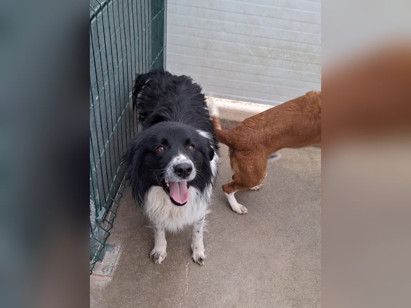 Muki lieber Border Collie Mischling Rüde sucht Zuhause oder Pflegestelle