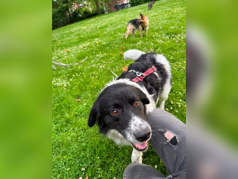 Border Collie Mischling Muki sucht seine Familie