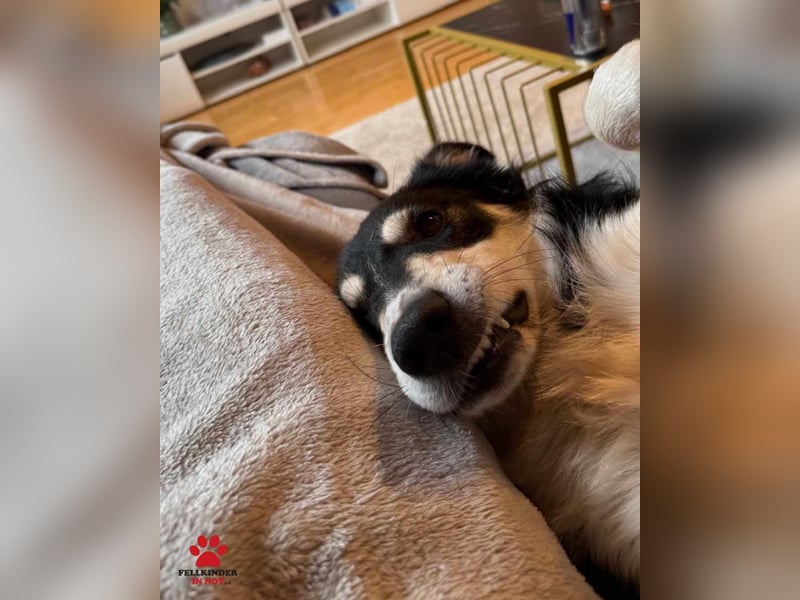 hübscher Border Collie Mischlings-Rüde Cuby sucht ein Zuhause, Hütehund hübscher Border Collie Mischlings-Rüde Cuby sucht ein Zuhause, Hütehund