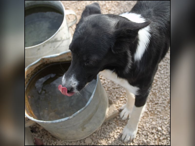liebe Border Collie Mischlings-Hündin Naomi sucht ein Zuhause