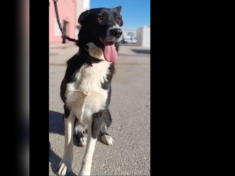 liebe Border Collie Mischlings-Hündin Naomi sucht ein Zuhause