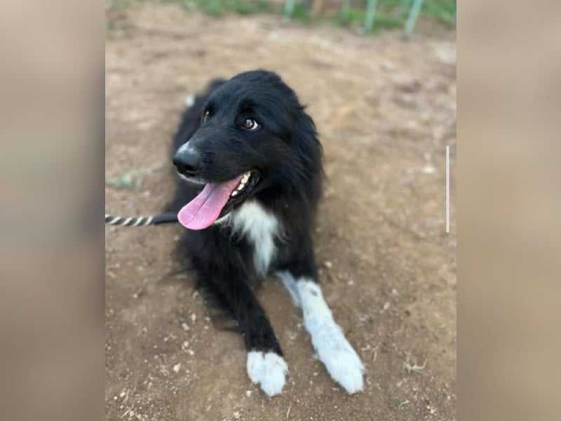 bildhübsche Border-Collie Mischlings-Hündin Maza sucht ihre Familie