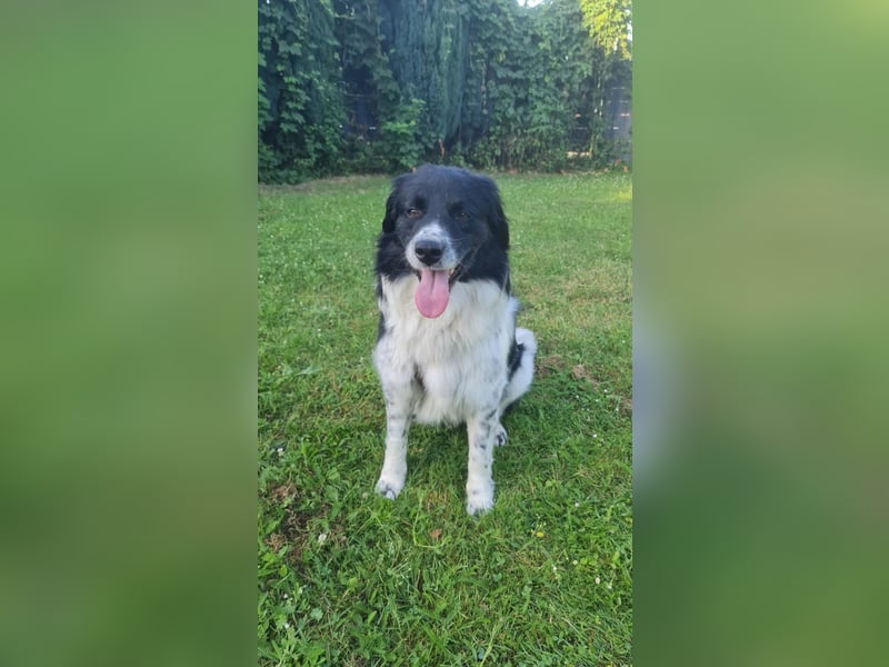 Border Collie Mischling Muki sucht seine Familie
