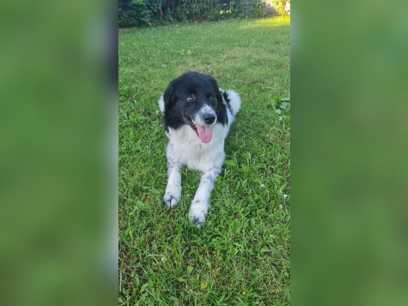 Border Collie Mischling Muki sucht seine Familie