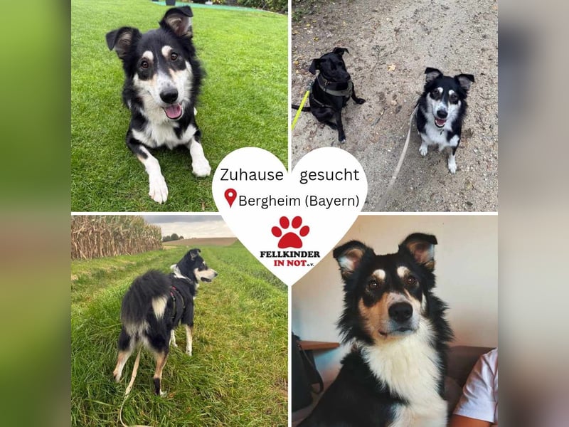 hübscher Border Collie Mischlings-Rüde Cuby sucht ein Zuhause, Hütehund hübscher Border Collie Mischlings-Rüde Cuby sucht ein Zuhause, Hütehund