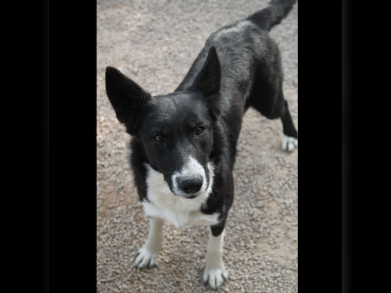 liebe Border Collie Mischlings-Hündin Naomi sucht ein Zuhause