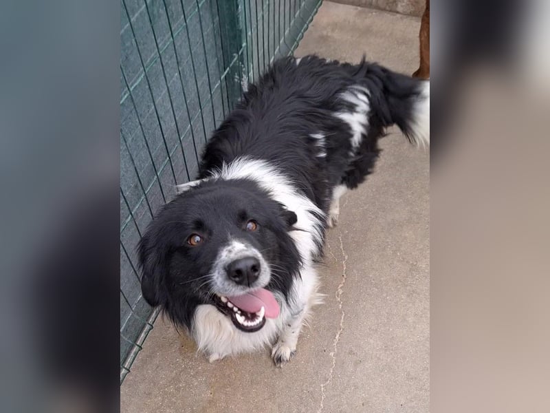 Muki lieber Border Collie Mischling Rüde sucht Zuhause oder Pflegestelle