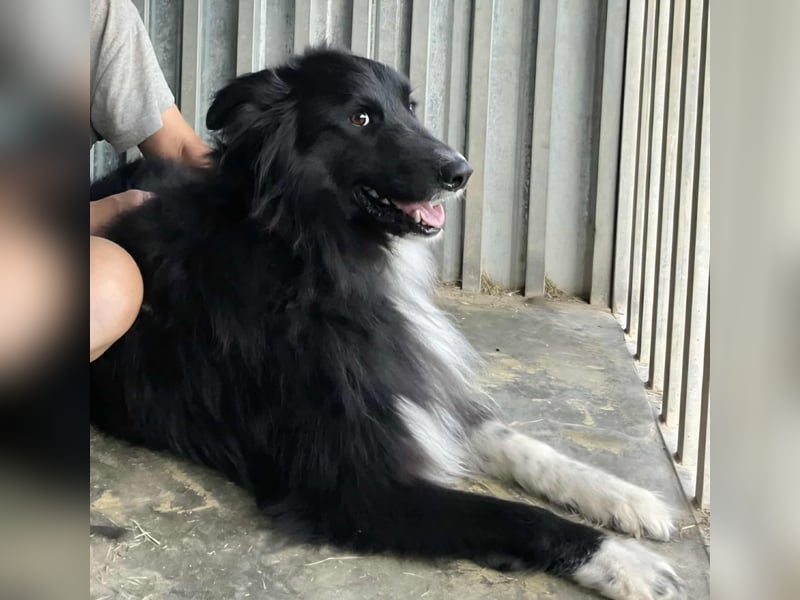 bildhübsche Border-Collie Mischlings-Hündin Maza sucht ihre Familie