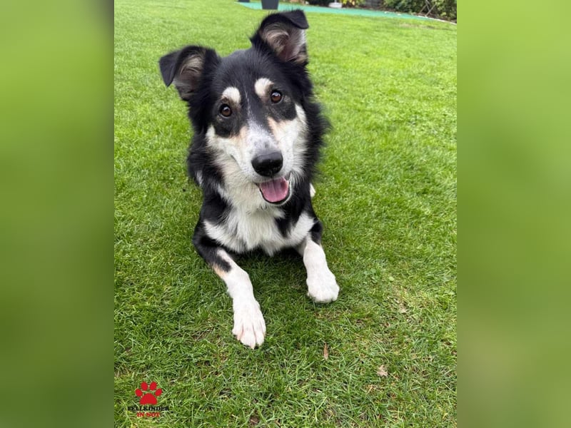 hübscher Border Collie Mischlings-Rüde Cuby sucht ein Zuhause, Hütehund hübscher Border Collie Mischlings-Rüde Cuby sucht ein Zuhause, Hütehund