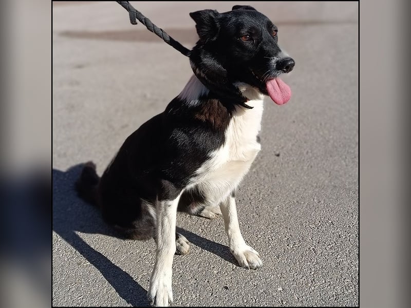 liebe Border Collie Mischlings-Hündin Naomi sucht ein Zuhause