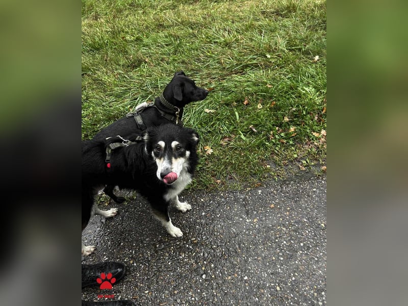 hübscher Border Collie Mischlings-Rüde Cuby sucht ein Zuhause, Hütehund hübscher Border Collie Mischlings-Rüde Cuby sucht ein Zuhause, Hütehund