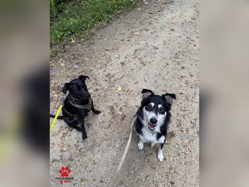 hübscher Border Collie Mischlings-Rüde Cuby sucht ein Zuhause, Hütehund hübscher Border Collie Mischlings-Rüde Cuby sucht ein Zuhause, Hütehund