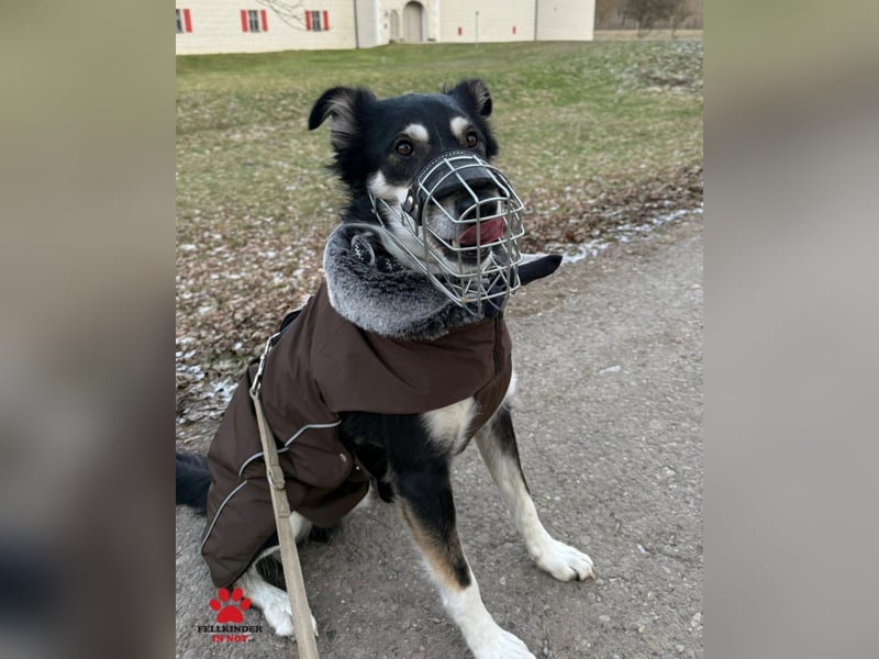 Cuby hübscher Border Collie Mischlings-Rüde sucht ein Zuhause, Hütehund