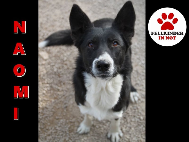 liebe Border Collie Mischlings-Hündin Naomi sucht ein Zuhause