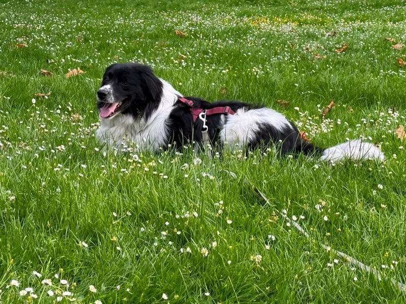 Border Collie Mischling Muki sucht seine Familie