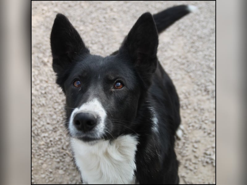 liebe Border Collie Mischlings-Hündin Naomi sucht ein Zuhause