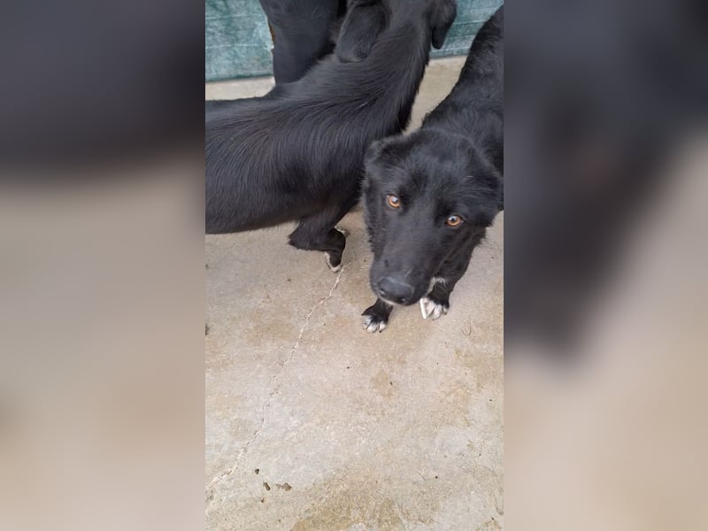 liebe Border Collie- kroatischer Schäferhund Mischling Lisa sucht ...