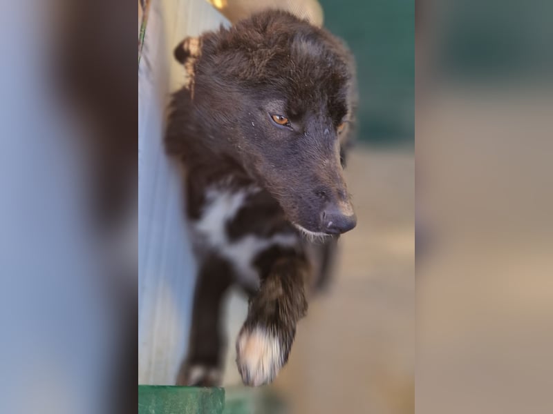 liebe Border Collie- kroatischer Schäferhund Mischling Lisa sucht ...
