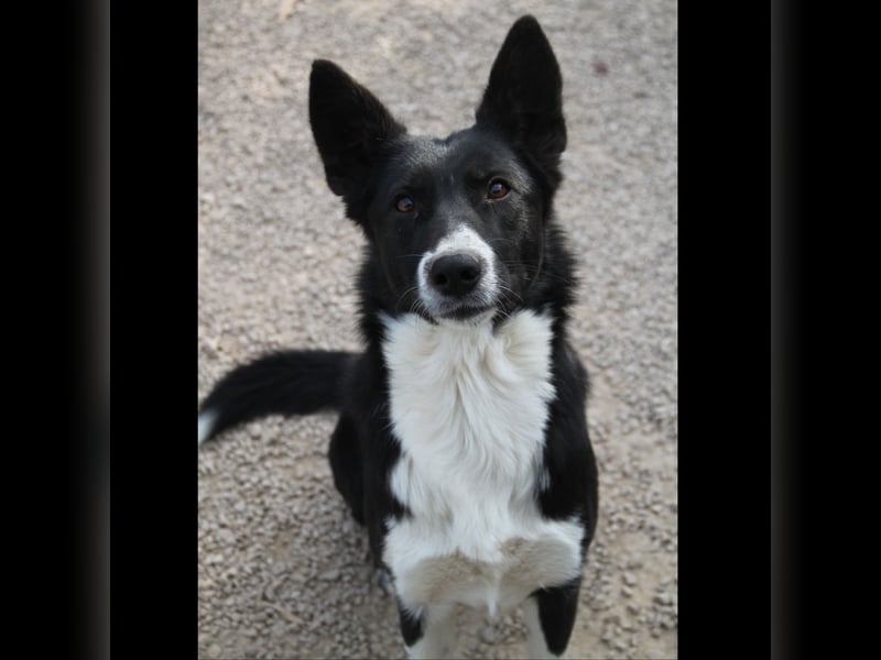 liebe Border Collie Mischlings-Hündin Naomi sucht ein Zuhause