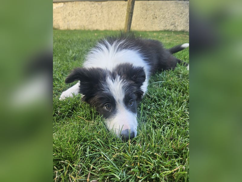 BORDER COLLIE Welpe Blossom