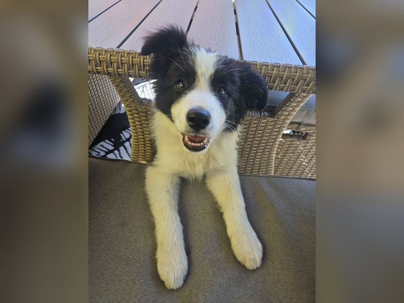 BORDER COLLIE Welpe Blossom