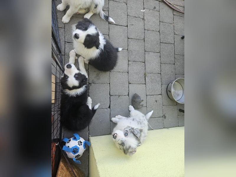 BORDER COLLIE Welpe Blossom