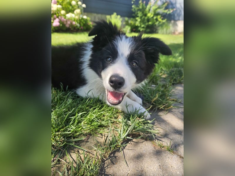 BORDER COLLIE Welpe Blossom