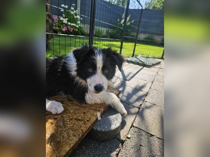 BORDER COLLIE Welpe Blossom