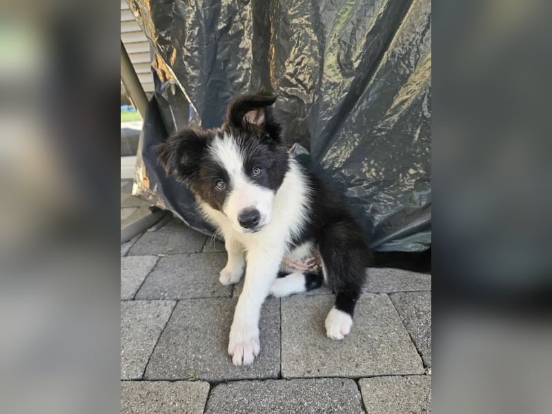 BORDER COLLIE Welpe Blossom