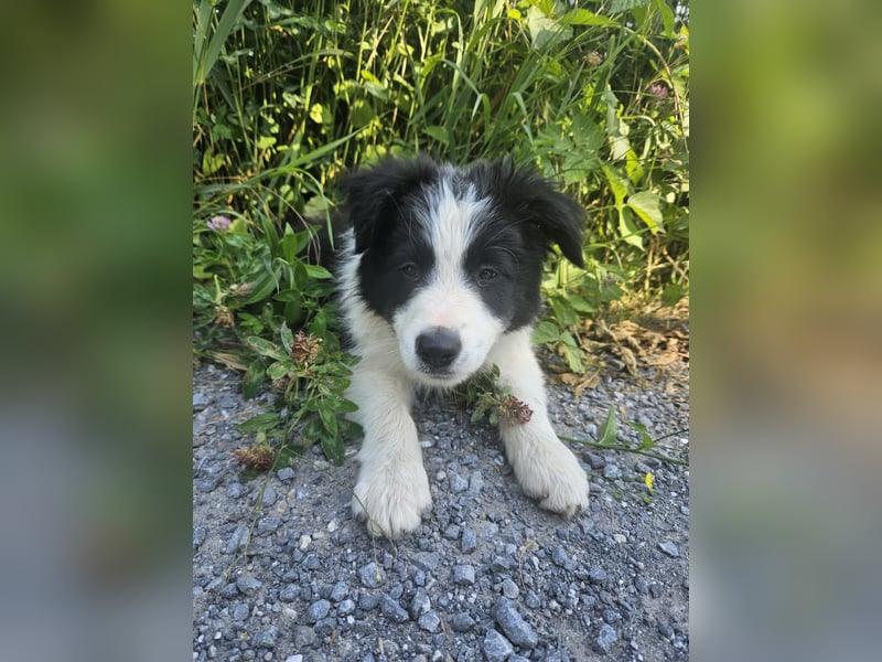 BORDER COLLIE Welpe Blossom