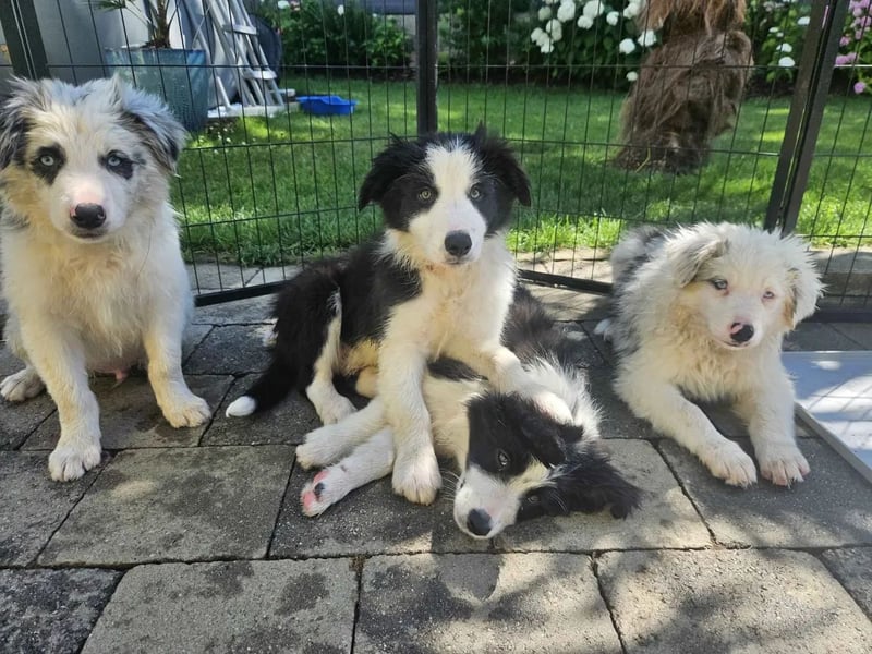BORDER COLLIE Welpe Blossom