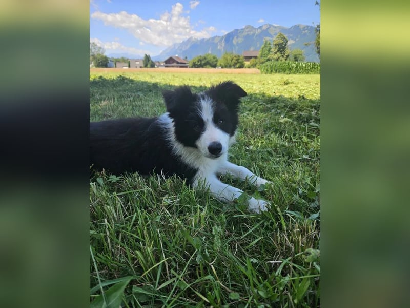 BORDER COLLIE Welpe Blossom