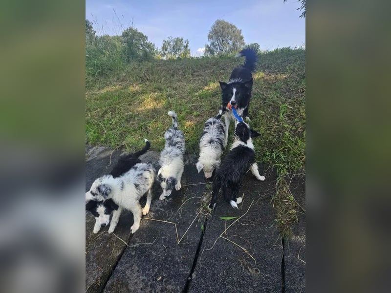 BORDER COLLIE Welpe Blossom