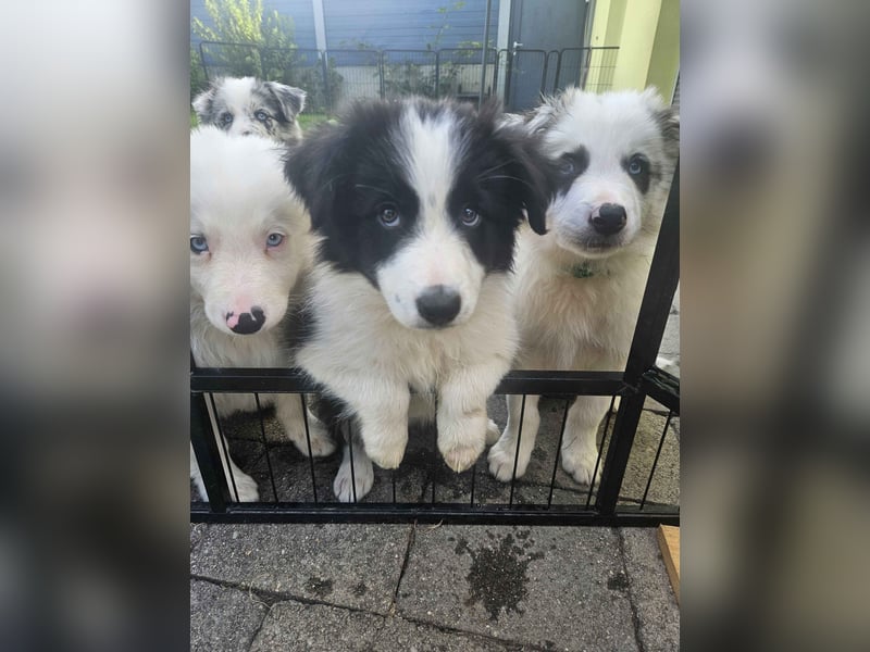 BORDER COLLIE Welpe Blossom