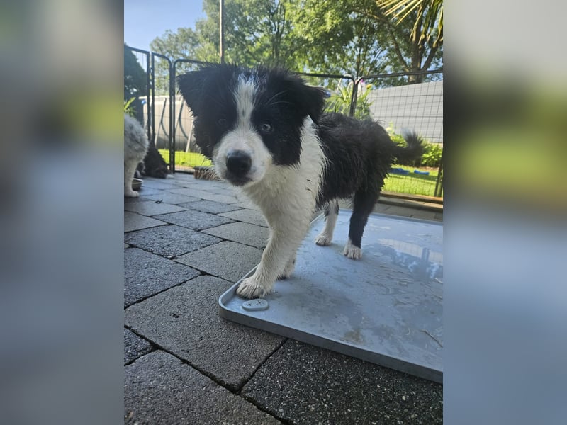 BORDER COLLIE Welpe Blossom