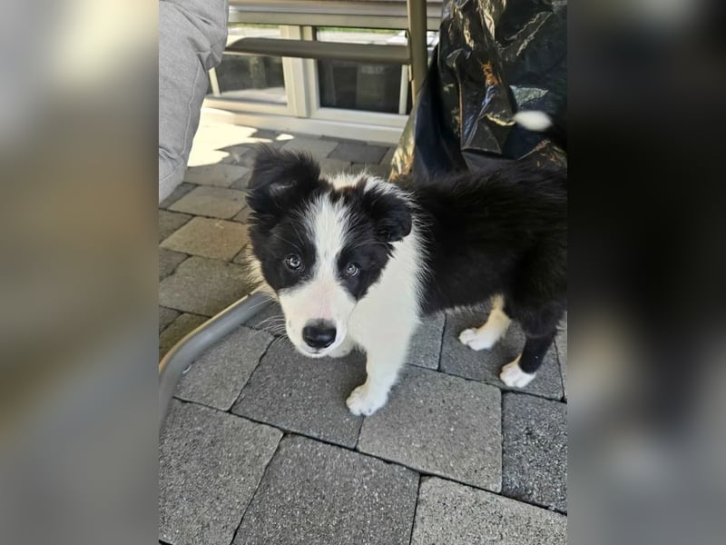 BORDER COLLIE Welpe Blossom