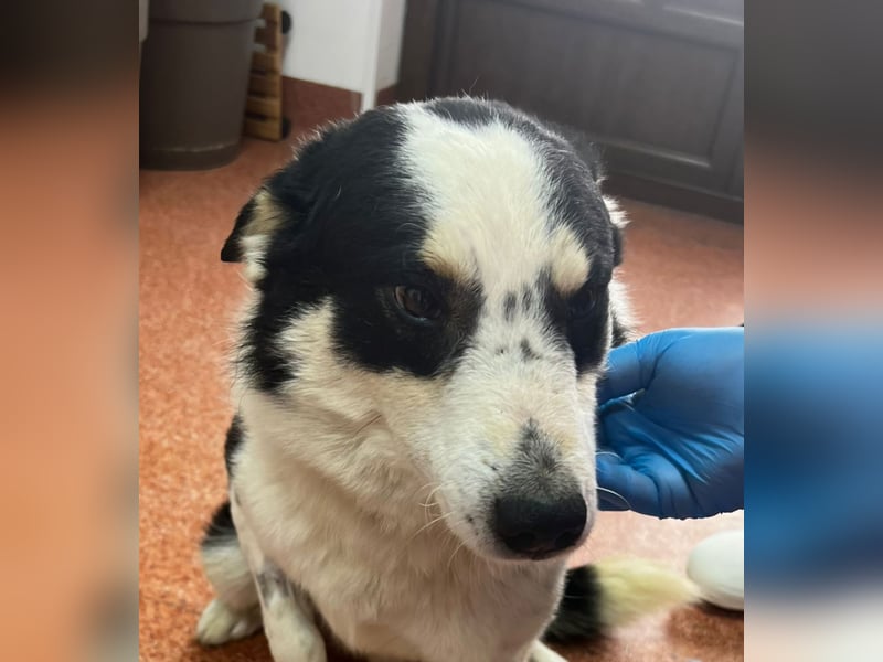 Miro sucht Menschen mit Herz