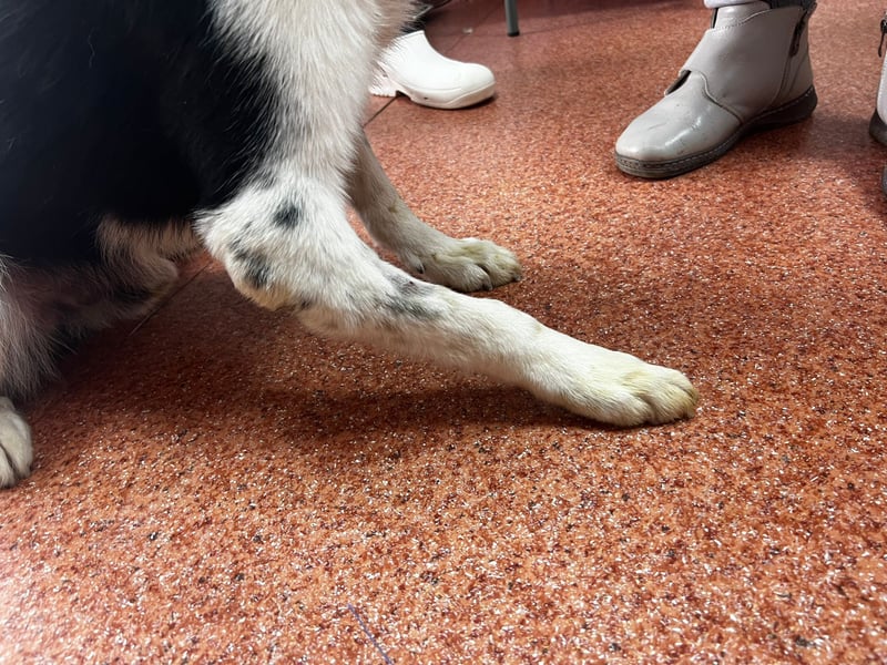 Miro sucht Menschen mit Herz