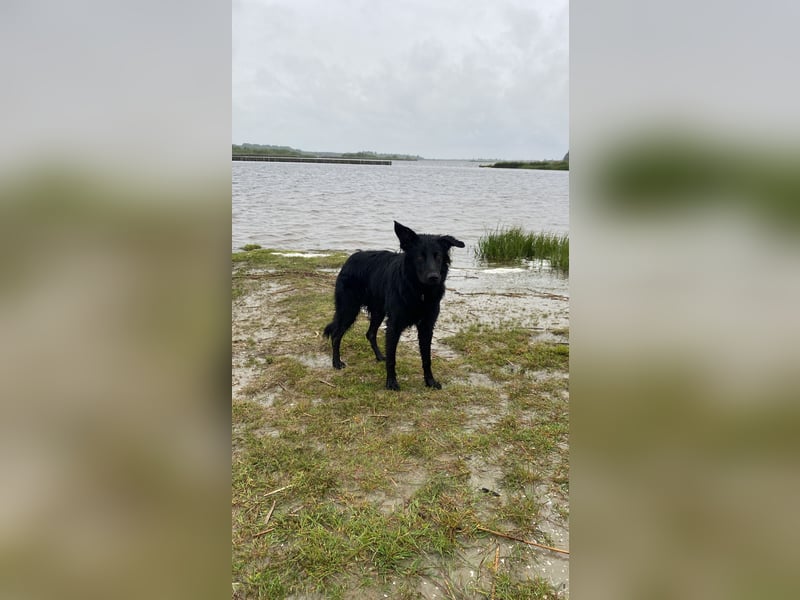 Yaro sucht ein neues Zuhause