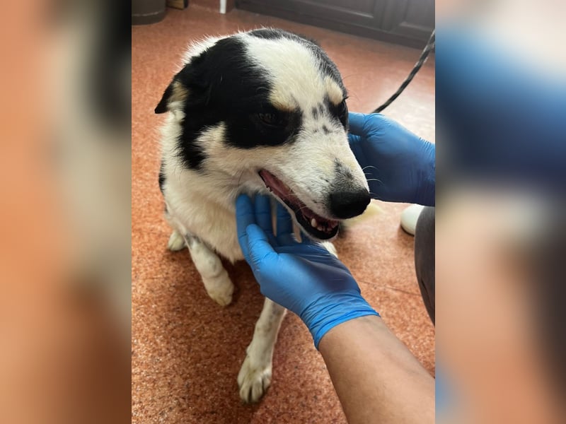 Miro sucht Menschen mit Herz