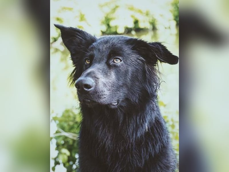 Yaro sucht ein neues Zuhause