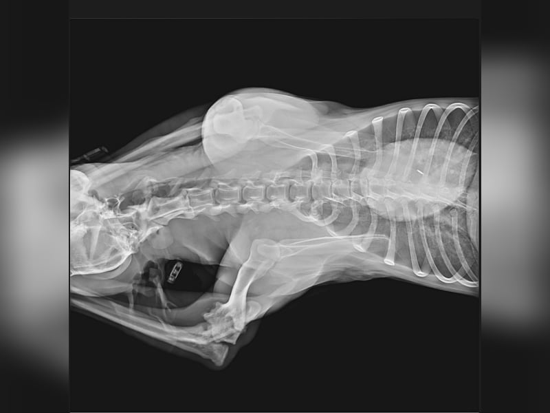 Miro sucht Menschen mit Herz