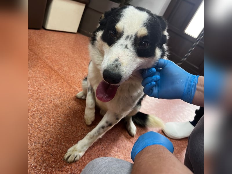 Miro sucht Menschen mit Herz