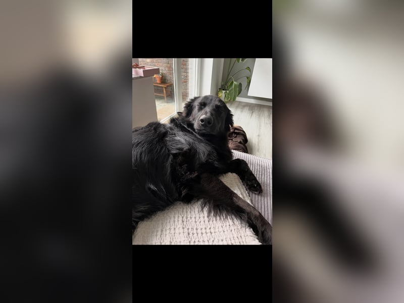 Yaro sucht ein neues Zuhause