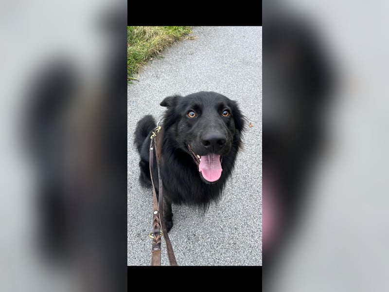 Yaro sucht ein neues Zuhause