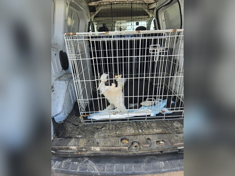 Miro sucht Menschen mit Herz