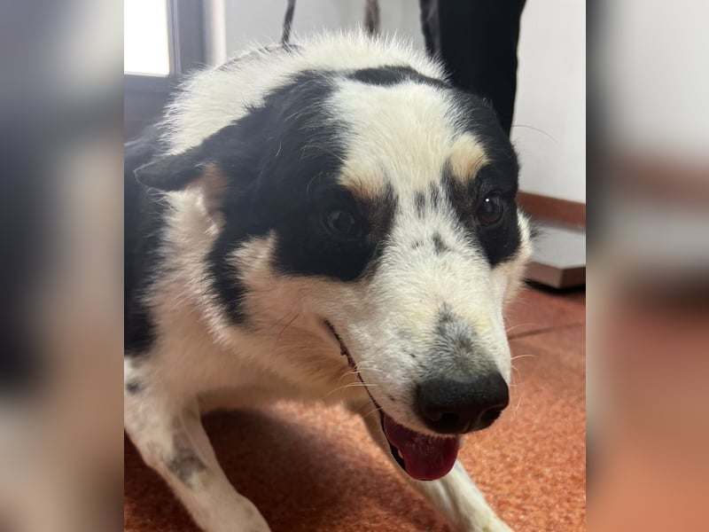 Miro sucht Menschen mit Herz